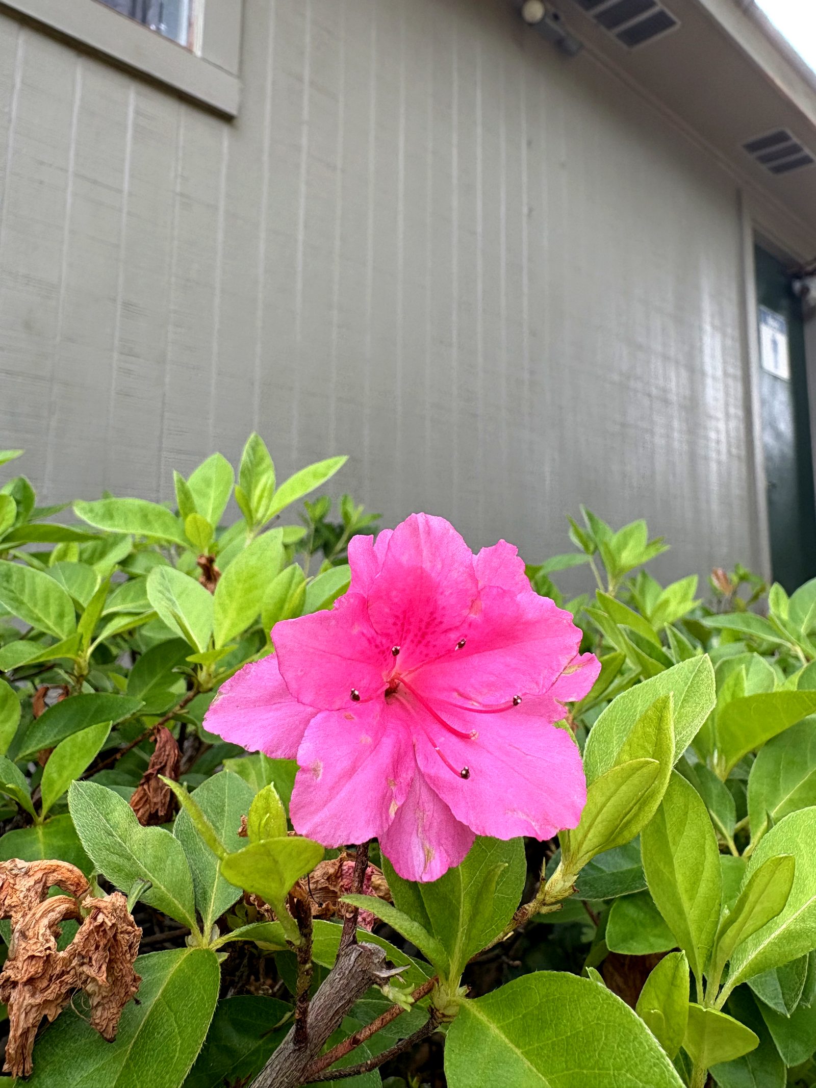 Pink azalea in bloom at Dogwood Ridge RV Park